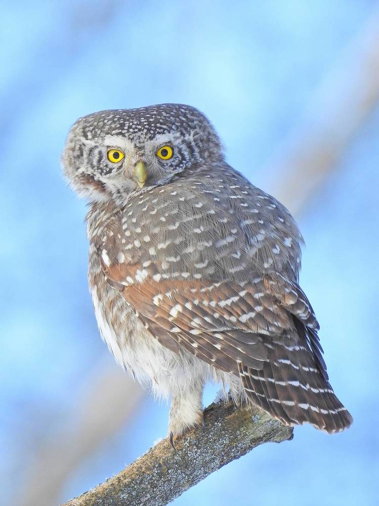 Photograph by Игорь Степанов