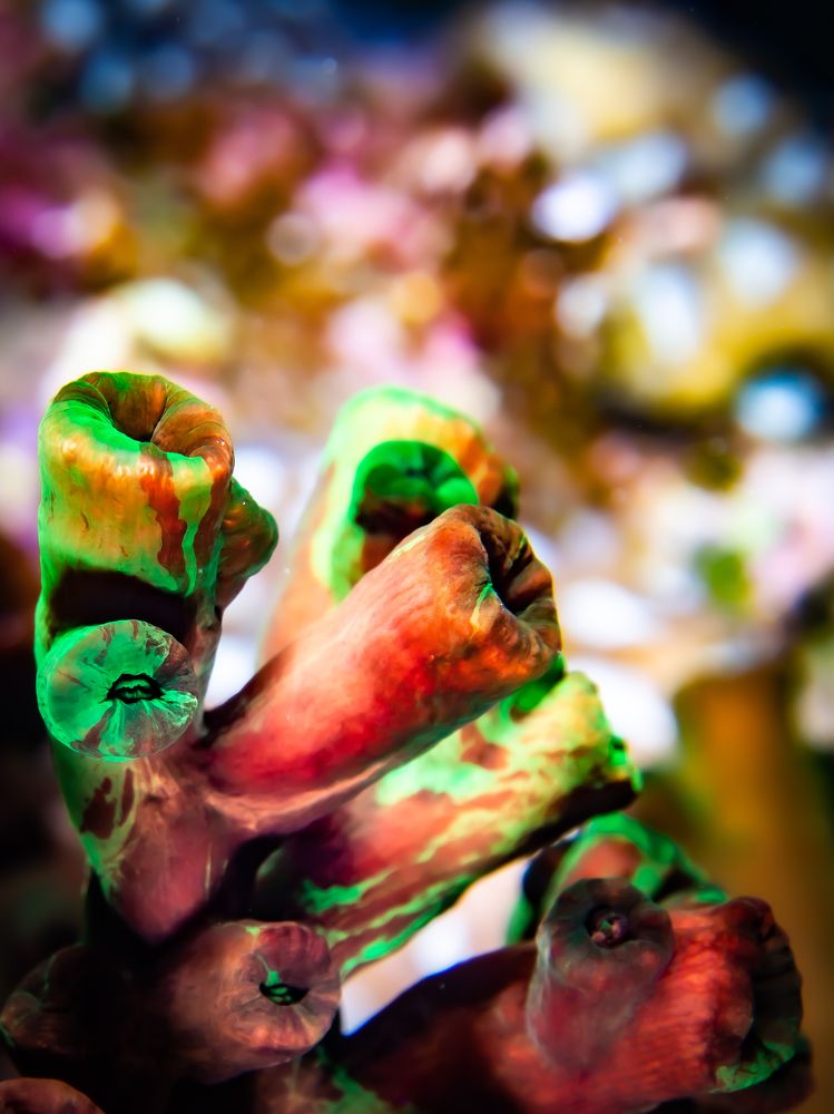 Photograph by Alexander Plakida