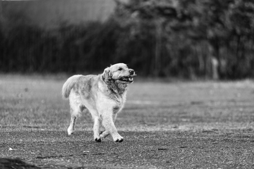 Photograph by Александр Вдовенко