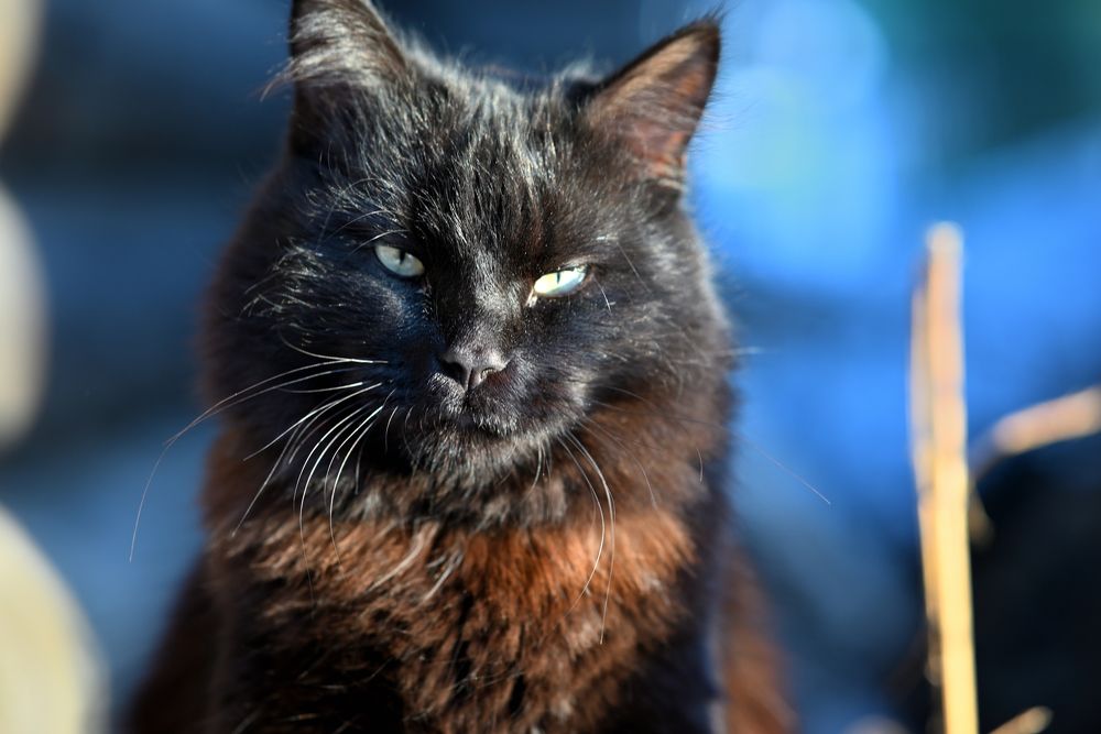 Photograph by Denis Chigintsev