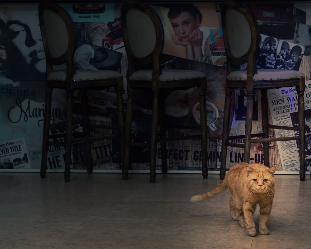 Ну что гости, угощайте, я уже к вам иду...