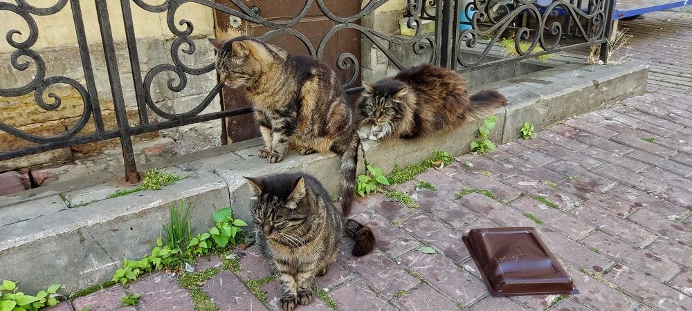 Питерские коты