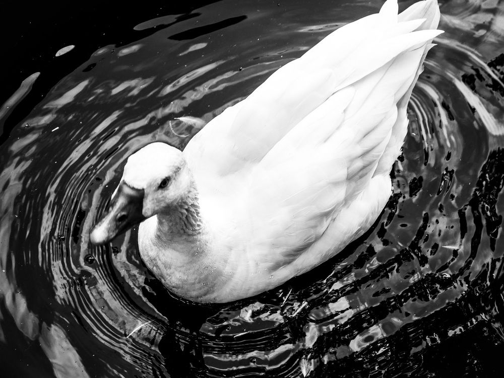 Photograph by Shannon