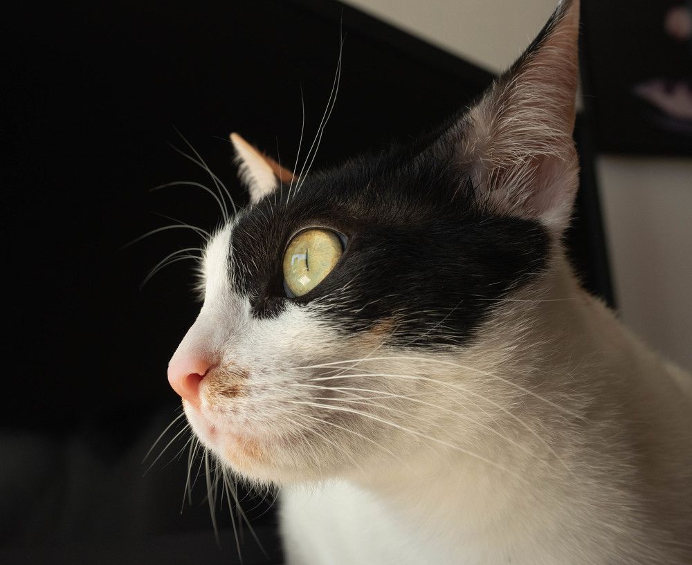 Фотография автора DIMITRIS MPAZIOTOPOULOS