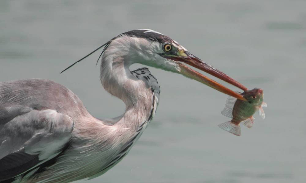 Photograph by Алекс Гейнер