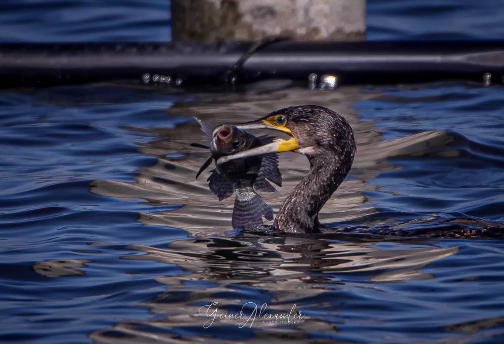 Photograph by Алекс Гейнер