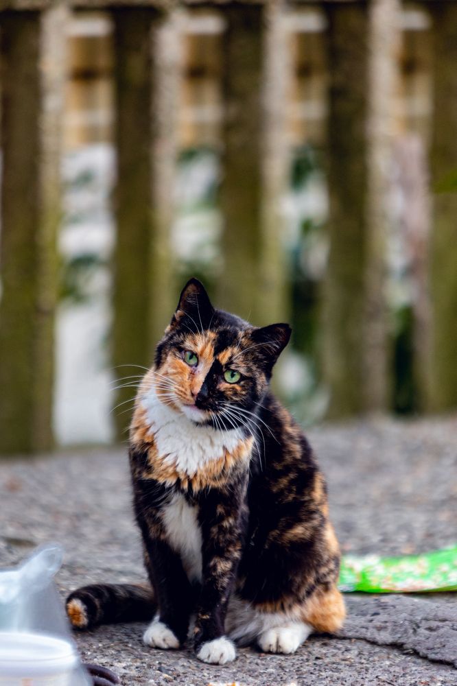 Photograph by Александр Вдовенко