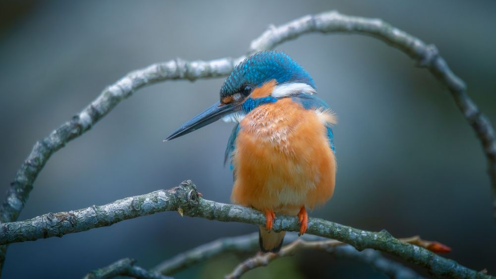 Photograph by Александр Плеханов