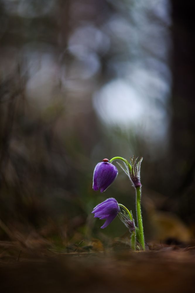 Photograph by Викулов Николай