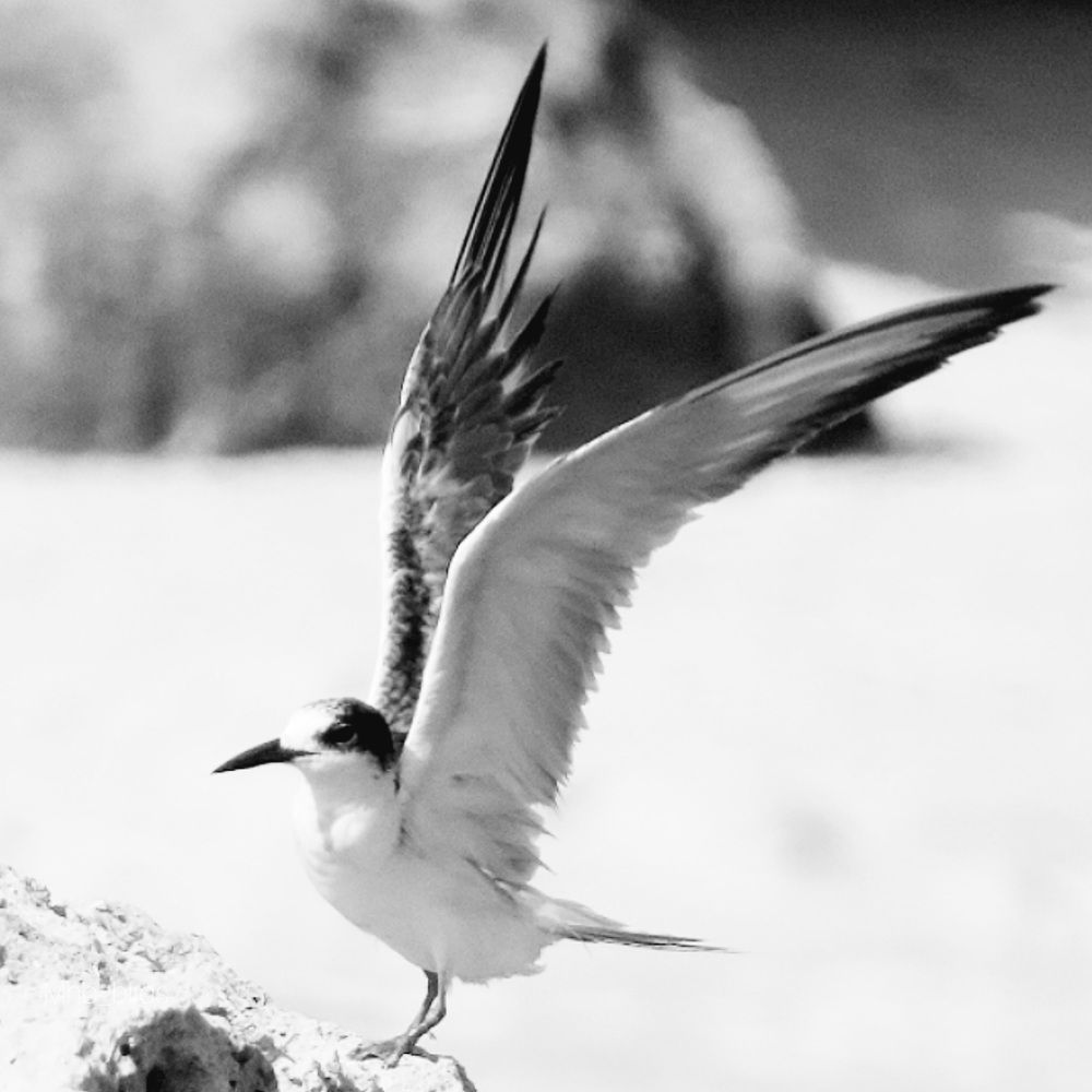 Photograph by mahboube moradalizade