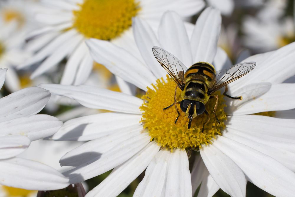 Photograph by Elena Lopatina