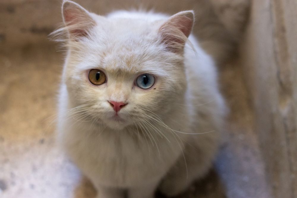 Фотография автора Muhammad Radi