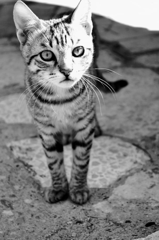 Photograph by Sakhria Mbarki