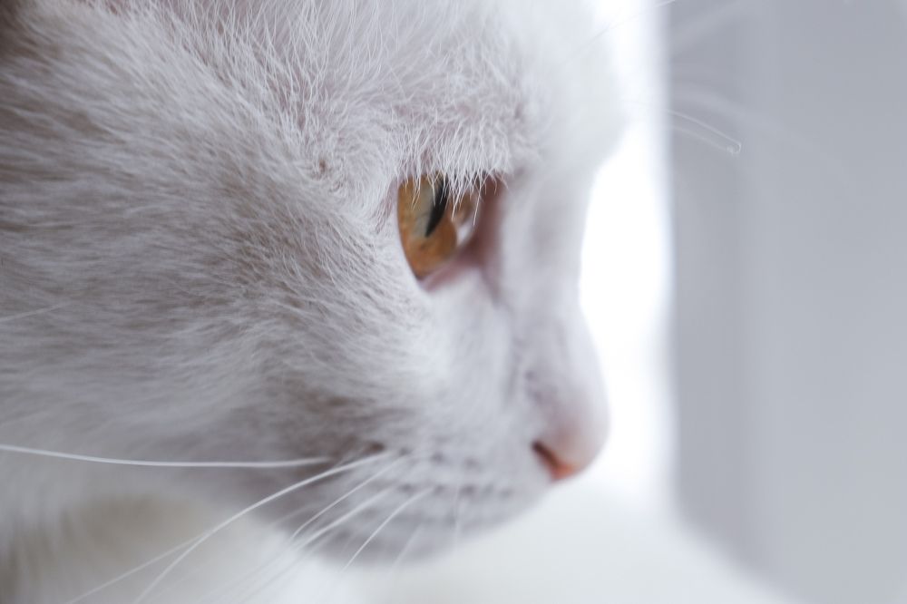 Фотография автора Юлия Гантимурова