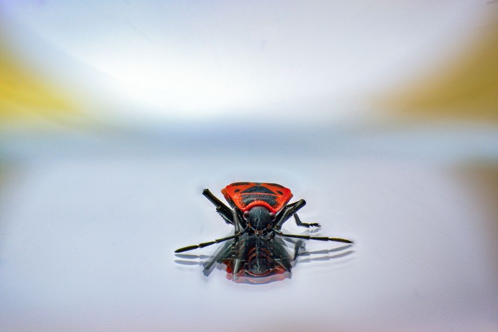 Photograph by Vadim Heinz