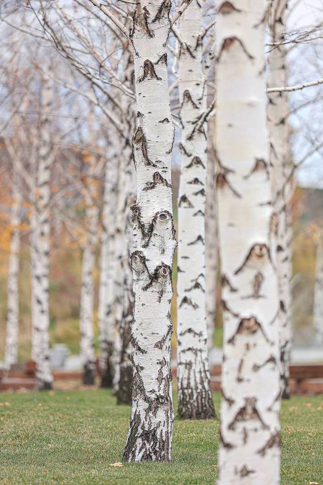 Осень в Зарядье