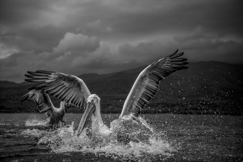 Photograph by Ernestas Balcikonis