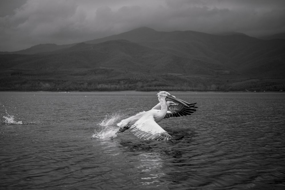 Photograph by Ernestas Balcikonis