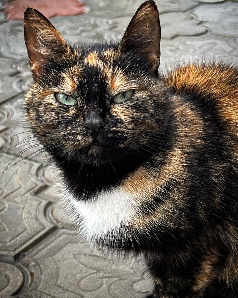 «Казанская пеструшечка».