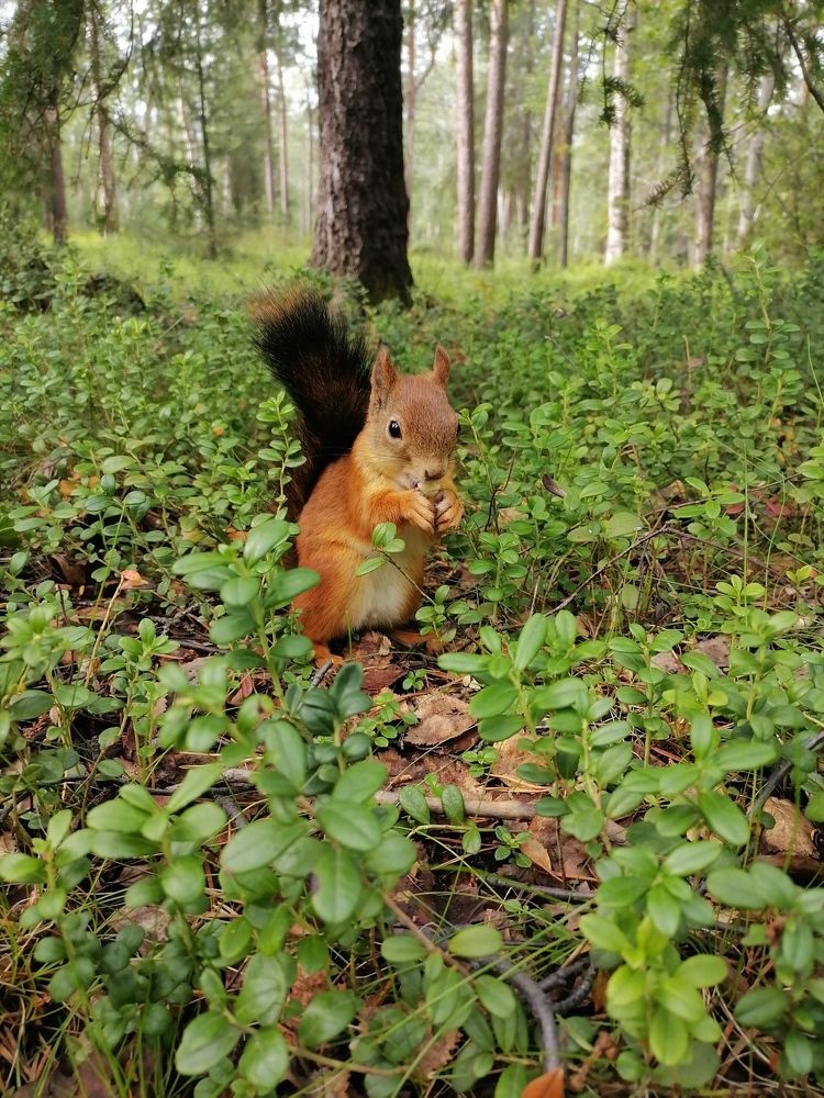 Photograph by Артём Коваль