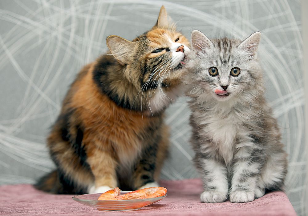 Photograph by Алина Жук