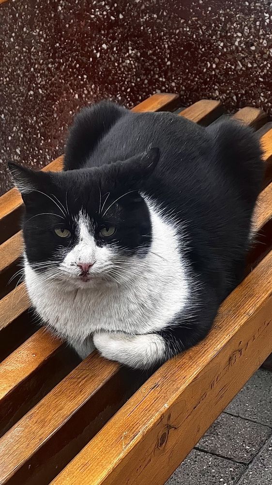 «Предводитель южных кошек».