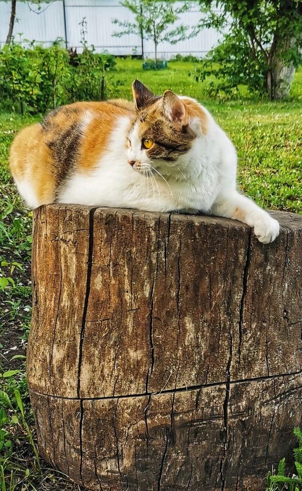 Photograph by Любовь Колмакова