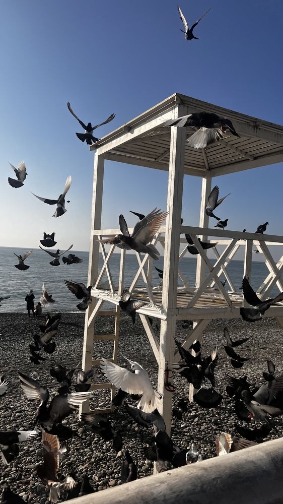 «Птичье содружество».