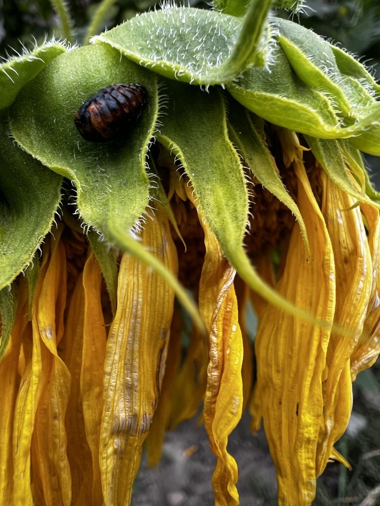 «Одинокий подсолнух».