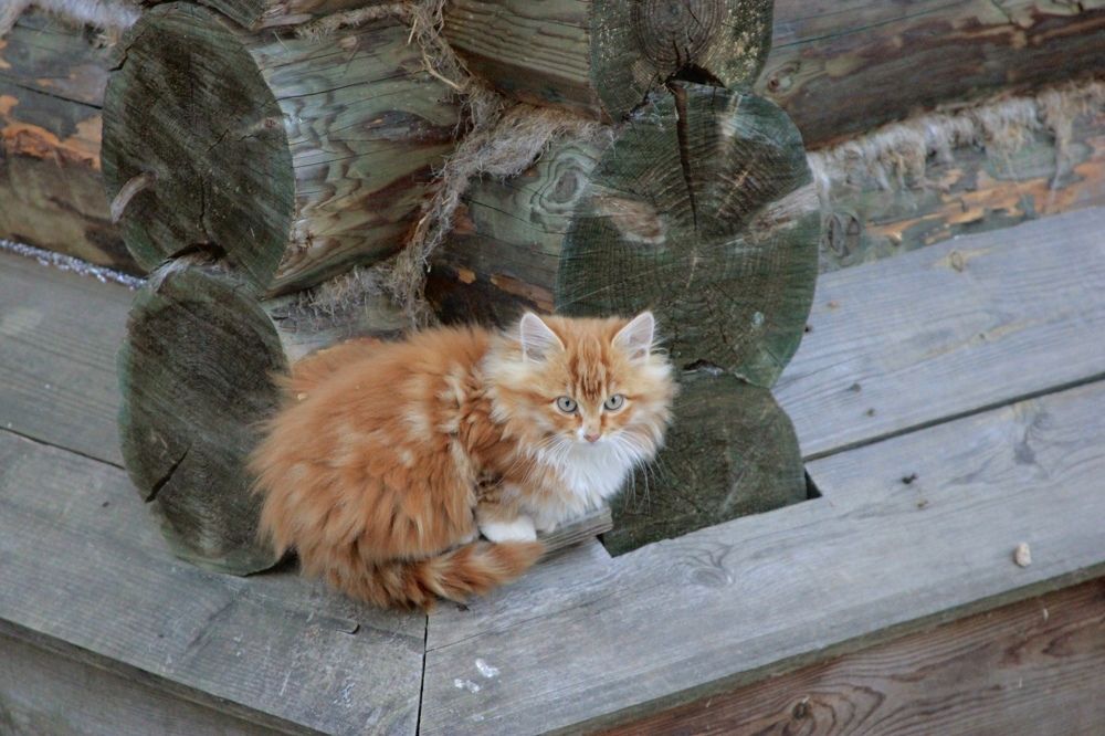 Рыжий котенок