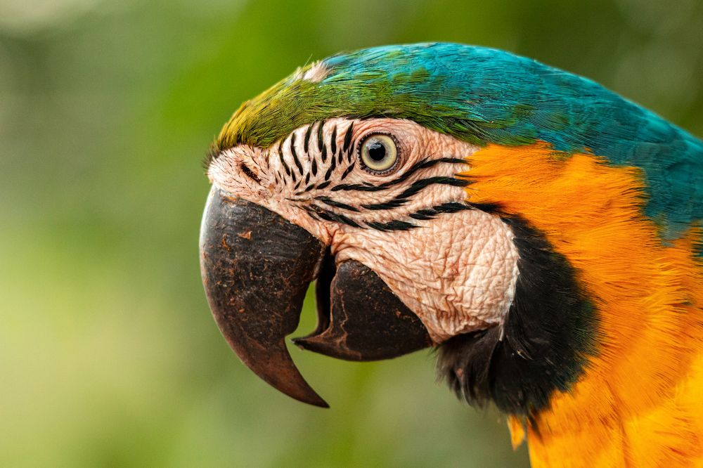 Blue and yellow macaw, a fight for the preservation of the species in Brazil.