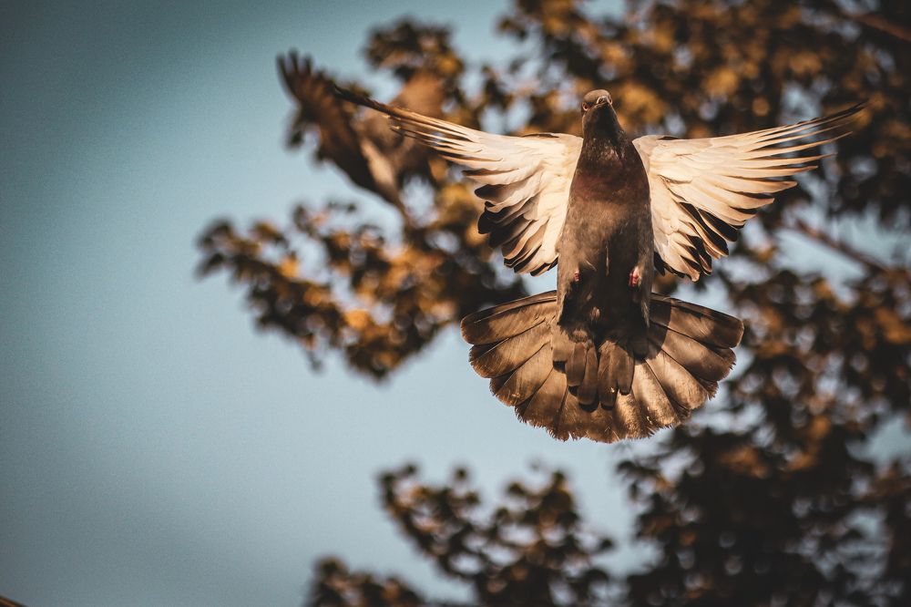 Фотография автора Sk Siddique Ali