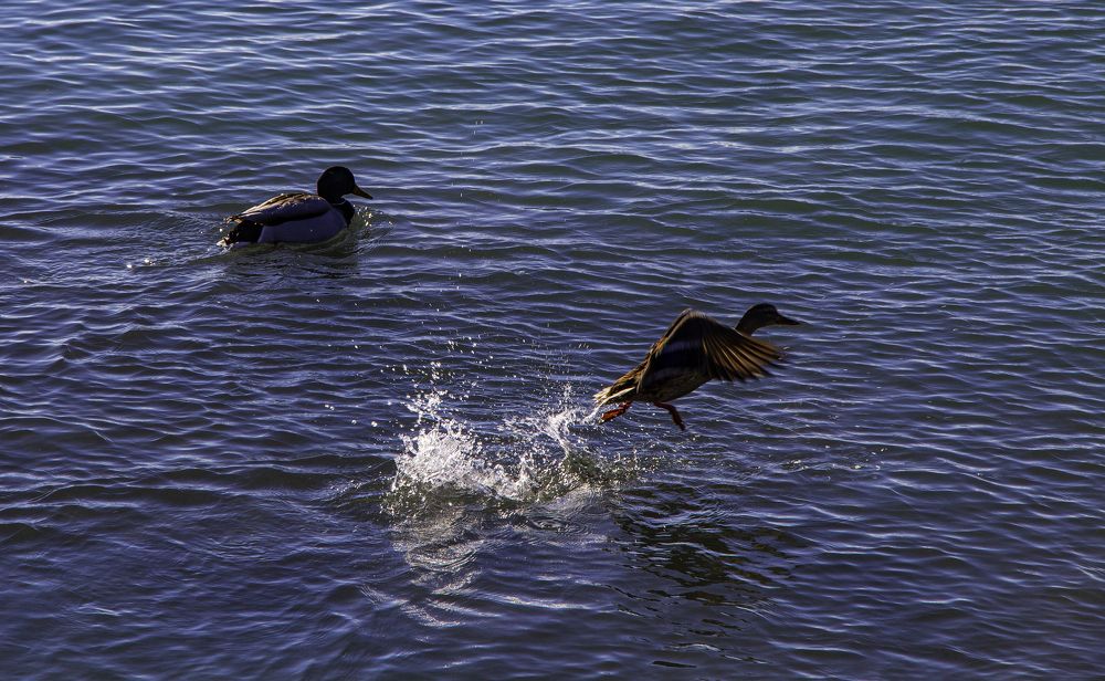 Photograph by Артем Архипов