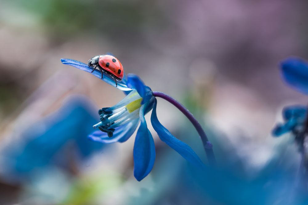 Фотография автора Роман Зайцев