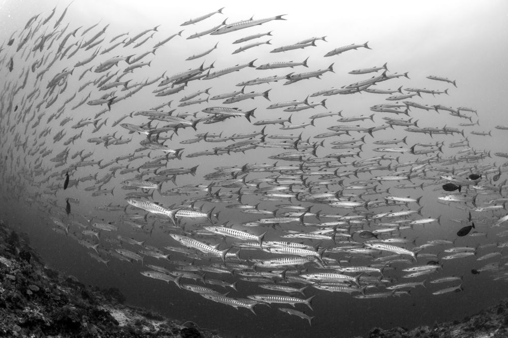 Photograph by Wai Hoe Mok