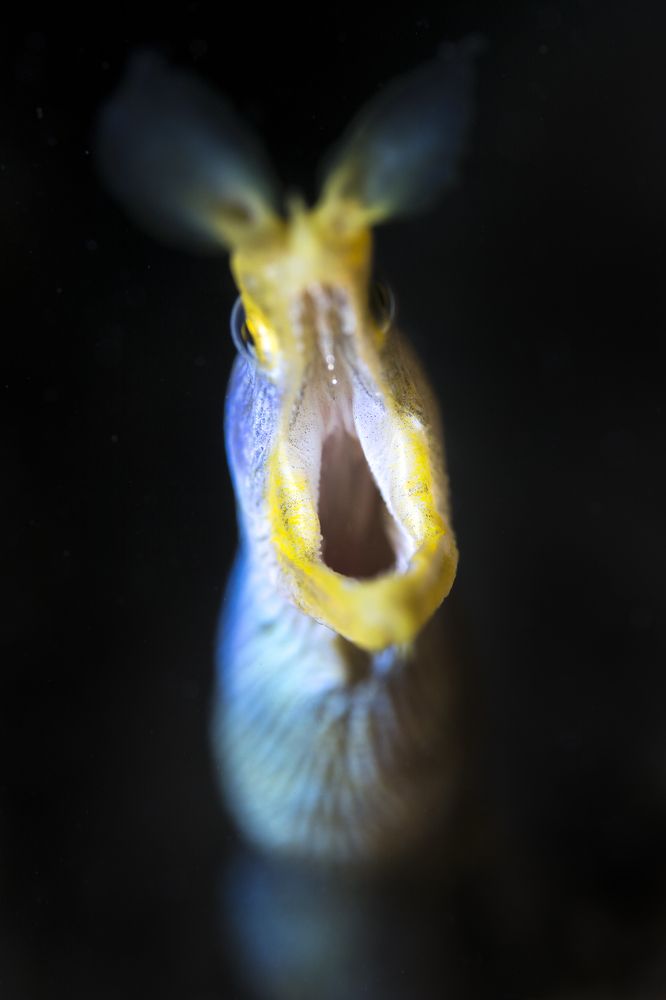 Photograph by Wai Hoe Mok