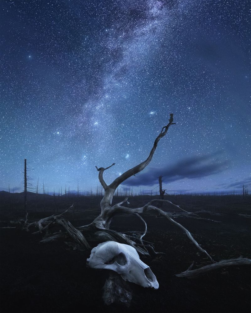 Night in the Dead Forest