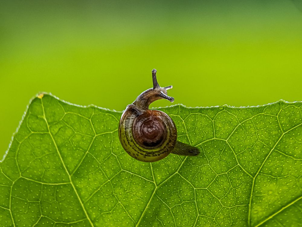 Photograph by Md Raihan