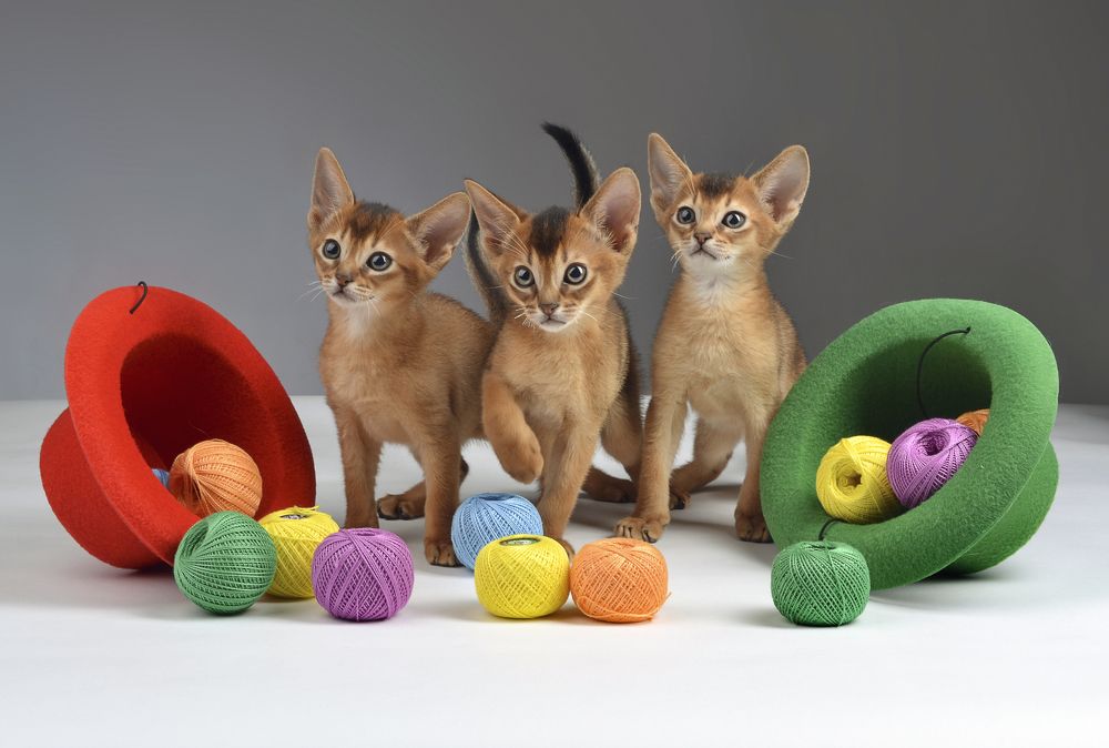 Рыжая банда.