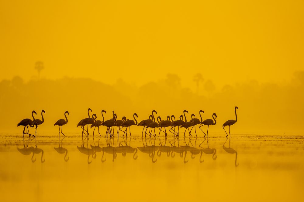 The Golden Army Parade