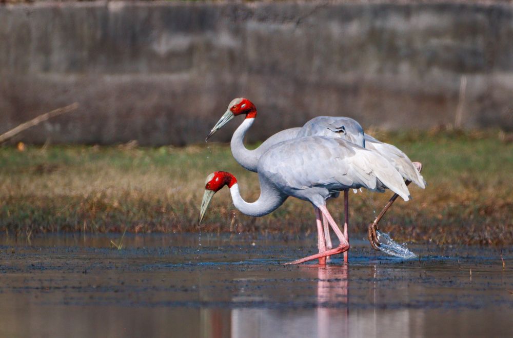 Photograph by tarun singh