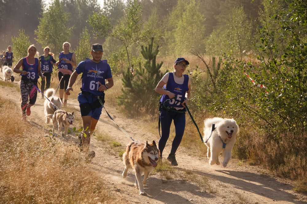Соревнования по бегу с собаками
