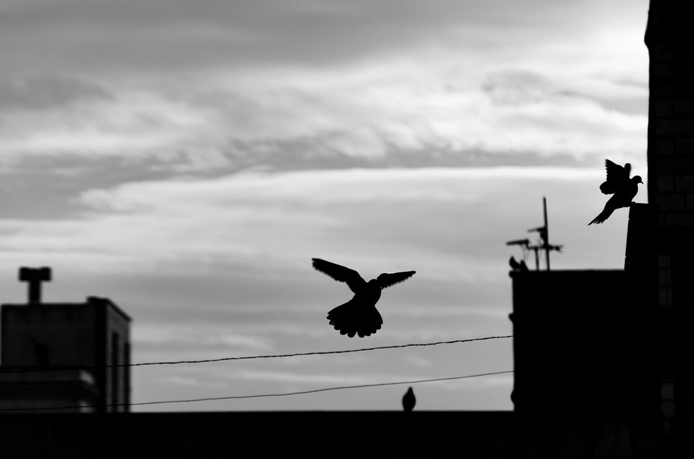 Photograph by Sahar Jafari