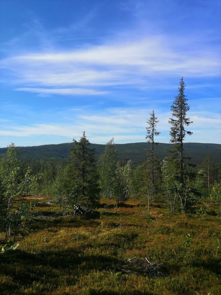 August day in Zapoljare