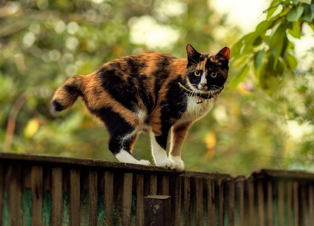 КУРИЛЬСКИЙ БОБТЕЙЛ