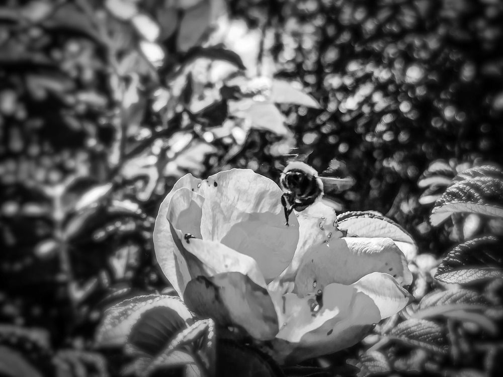 Photograph by Николай Яковлев