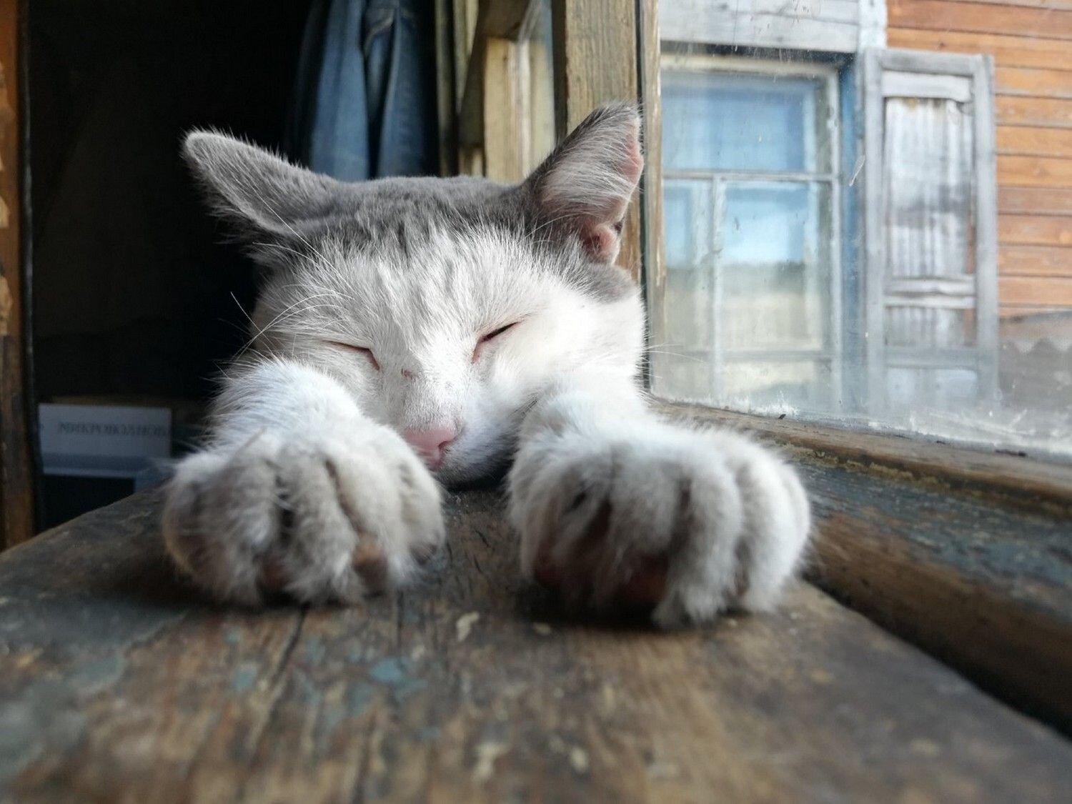 Photo #8781108