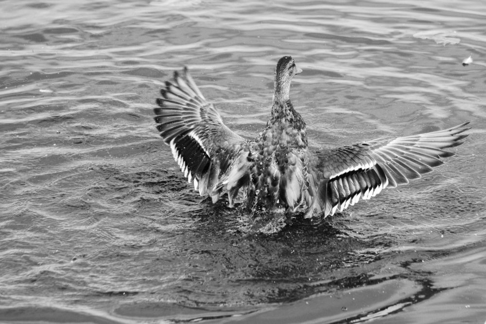 Photograph by Ольга