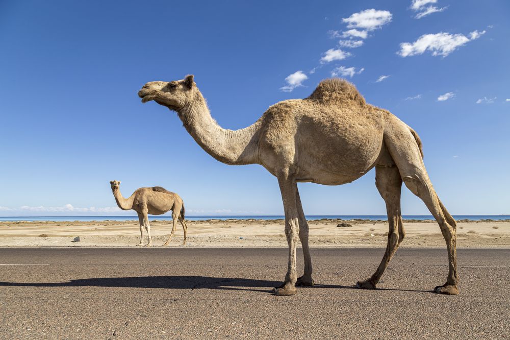 Фотография автора Karim Shokair