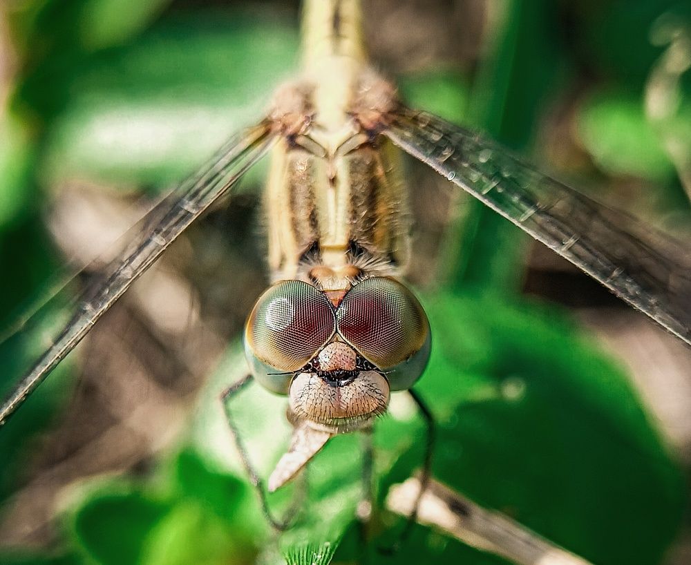 Photograph by Rahul Sen